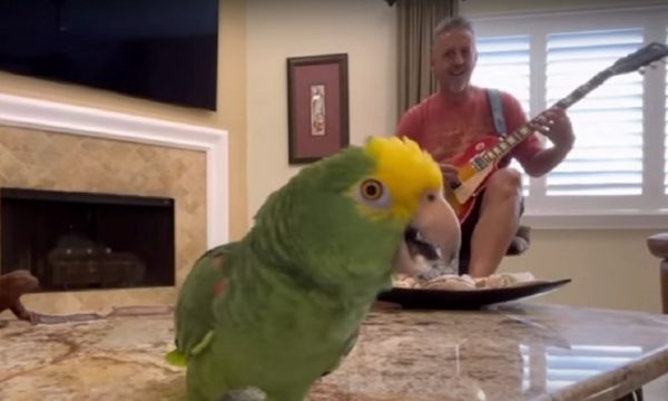 video-me-dy-milione-shikime:-papagalli-i-kendon-kenget-ikonike-te-led-zeppelin