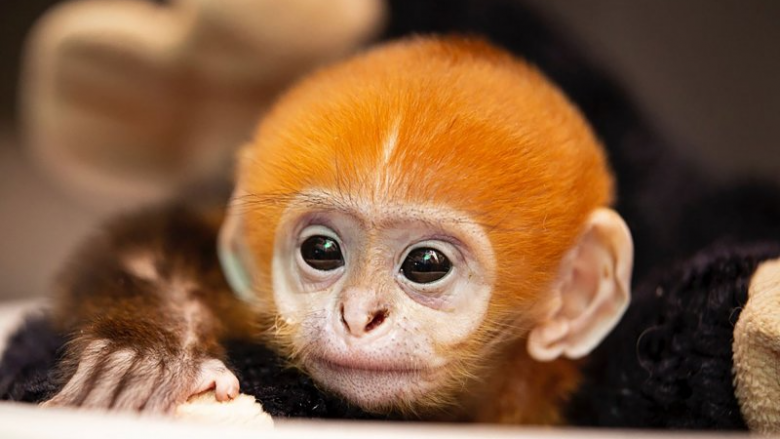 kopshti-zoologjik-st.-louis-mirepret-lindjen-e-pare-te-majmunit-langur-francois