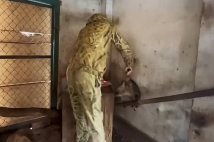 ruset-vodhen-kafshe-nga-kopshti-zoologjik-para-se-te-arratiseshin-nga-kherson