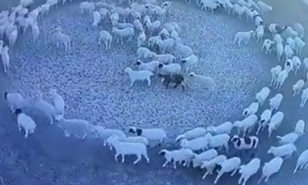pamjet-misterioze-qe-shtangen-njerezit,-delet-levizen-ne-menyre-rrethore-per-12-dite-ne-kine