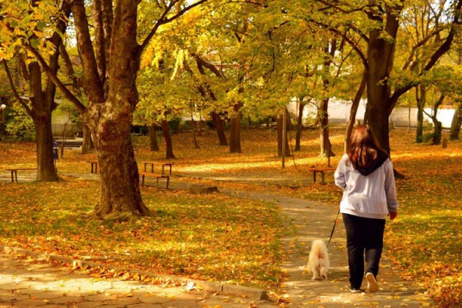 si-mund-ta-forconi-vullnetin