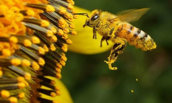 “ato-mund-te-kujtojne-fytyren-e-njeriut”,-fakte-interesante-rreth-bleteve