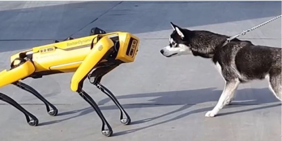 qeni-husky-takon-per-here-te-pare-nje-robot-ne-forme-te-qenit