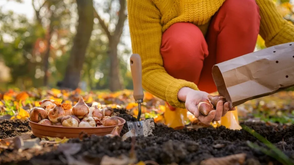 mbilleni-tani-kete-lule-te-mrekullueshme-–-ne-pranvere-kopshti-juaj-do-te-rrezatoje-ngjyra-e-jete!