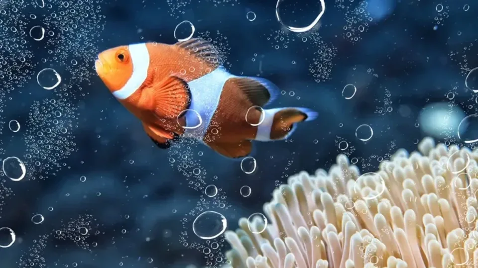 si-ta-nderroni-sakte-ujin-dhe-ta-rregulloni-filtrin-per-te-shmangur-nje-semundje-te-rrezikshme-te-peshqit