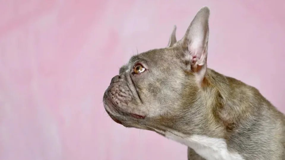 “te-lezetshem”,-por-me-vuajtje:-qente-me-rrezik-per-frymemarrje